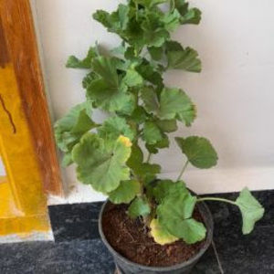 Meet your Posher, Sravani